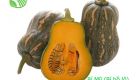 American Pumpkin