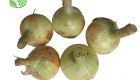 Onion