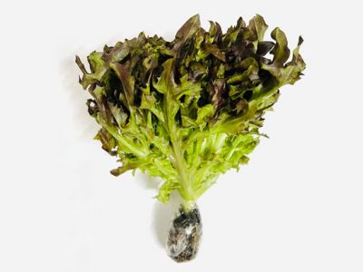 Hydroponic Red Frisee Lettuce