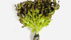 Hydroponic Red Frisee Lettuce