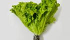 Hydroponic LoLo Lettuce
