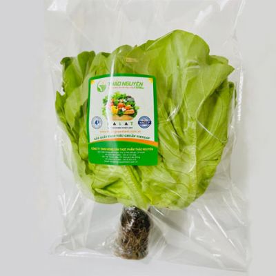 Xà Lách Mỡ Thủy Canh