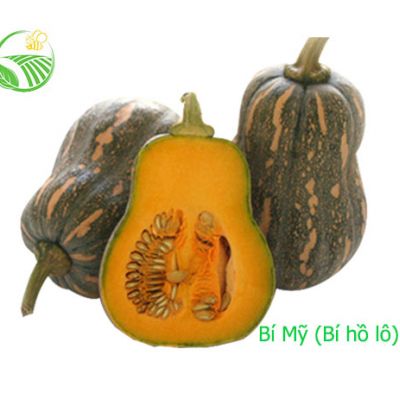 Bí Mỹ - Bí Hồ Lô