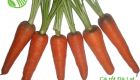 Da Lat Carrot