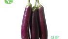 Eggplant