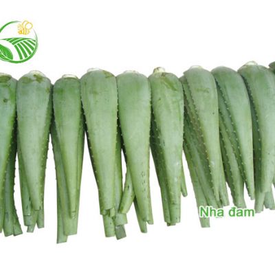 Nha Đam
