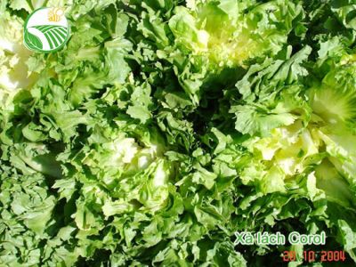 Escarole