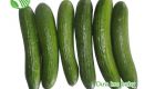 Baby Cucumber