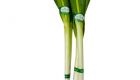 Poireau Onion