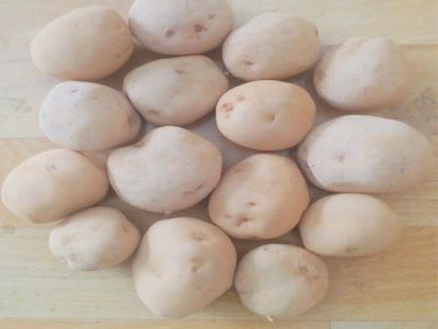 Potato