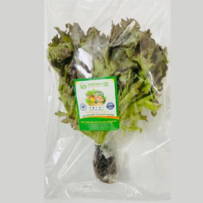 Xà Lách Frisee Đỏ Thủy Canh