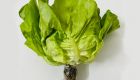 Hydroponic Fat Lettuce
