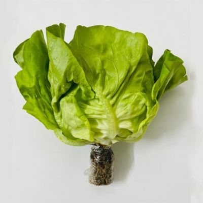 Xà Lách Mỡ Thủy Canh