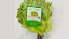 Hydroponic Glass Lettuce