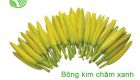 Bông Kim Châm Xanh