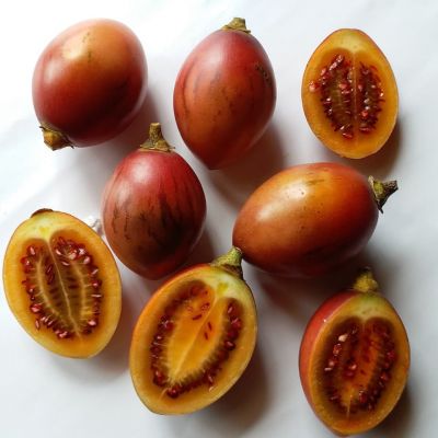 Cà Chua Thân Gỗ