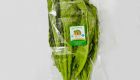 Hydroponic Mustard Leaves