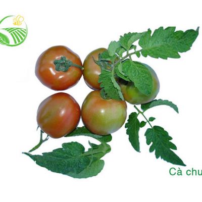 Cà Chua