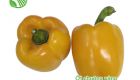 Yellow Capsicum