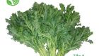 Garlard Chrysanthemum