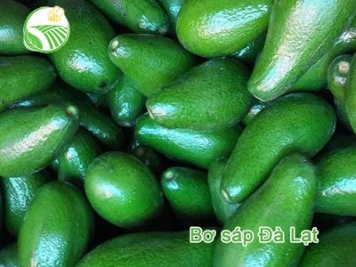 Avocado