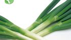Poireau Onion