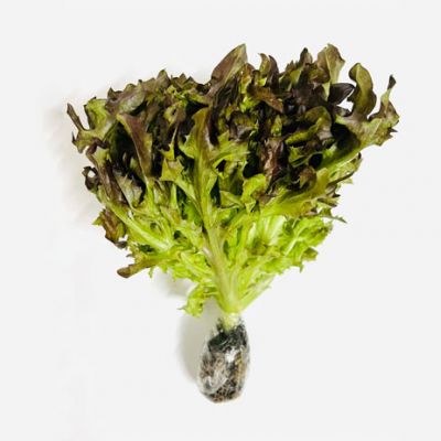 Xà Lách Frisee Đỏ Thủy Canh