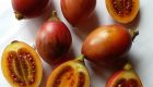 Woody Tomato