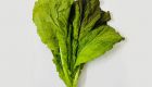 Hydroponic Mustard Leaves