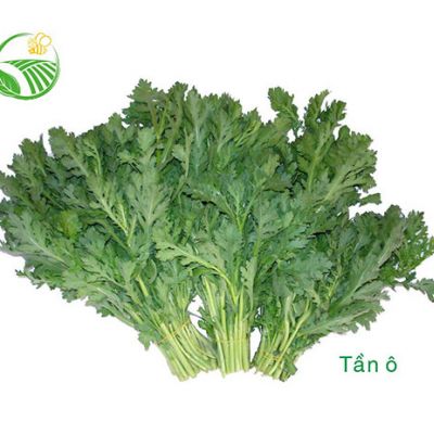 Rau Tần Ô