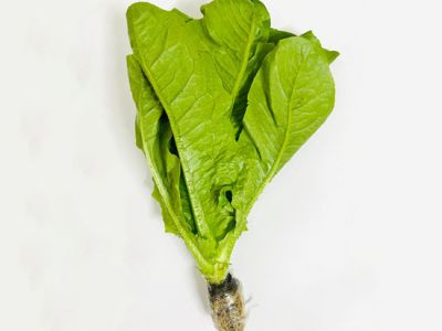 Hydroponic Romain Lettuce