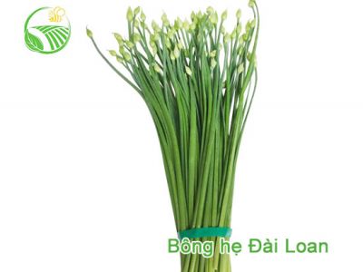 Bông Hẹ Đài Loan Bông Hẹ Đài Loan