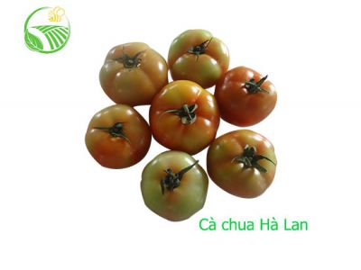 Holand Tomato