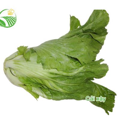 Cải Xậy