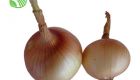 Onion