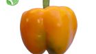 Yellow Capsicum