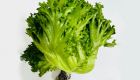 Hydroponic Glass Lettuce