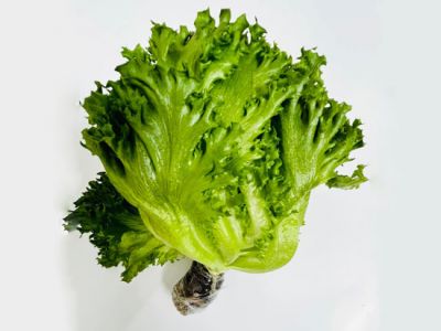 Hydroponic Glass Lettuce