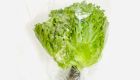 Hydroponic Glass Lettuce