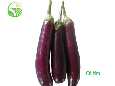 Eggplant