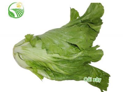 Cải Xậy