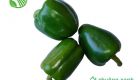 Green Capsicum