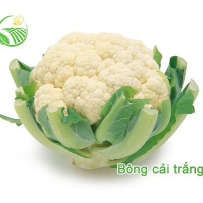 Bông Cải Trắng