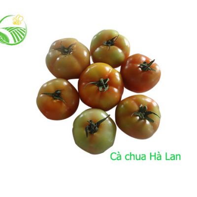 Cà Chua Hà Lan