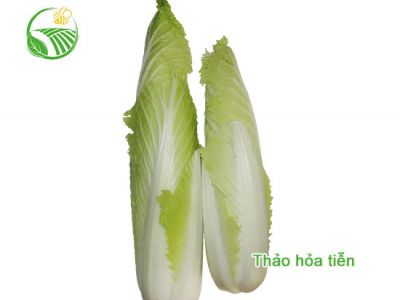 Rocket Chinese Cabbage