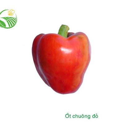 Ớt Chuông Đỏ