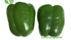 Green Capsicum