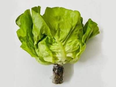 Hydroponic Fat Lettuce