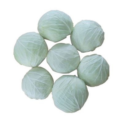 Bắp Cải Trắng