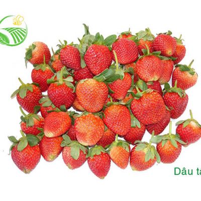 Dâu Tây Đà Lạt